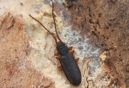 Réf. 193 508 : Uleiota planatus